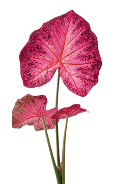 PNG Vibrant caladium leaves on display.