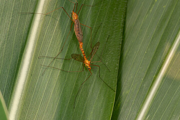 Fototapeta premium Large crane flies mating. Insect identification, habitat conservation, and backyard flower garden concept.