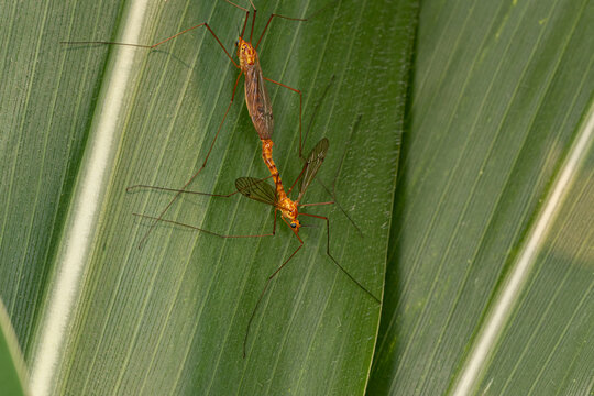 Large crane flies mating. Insect identification, habitat conservation, and backyard flower garden concept.