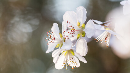 A macro shot of delicate white spring blossoms with red-tipped stamens, set against a soft blurred natural background. © tai