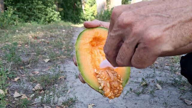 A man peels melon from seeds.The process of peeling melon before consumption.