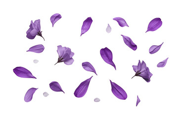 Obraz premium Scattered purple flower petals in a delicate botanical assortment