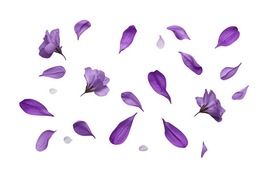 Scattered purple flower petals in a delicate botanical assortment