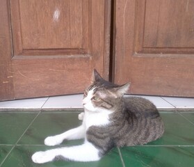 cat on the floor © Deltagraph