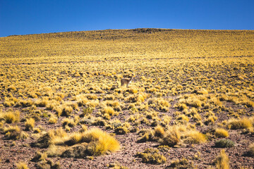 vicuña in the low vegetation of the Atacama Desert © Felipe
