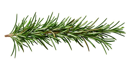Fototapeta premium Isolated fresh green rosemary sprig, fragrant aromatic herb used for cooking and seasoning