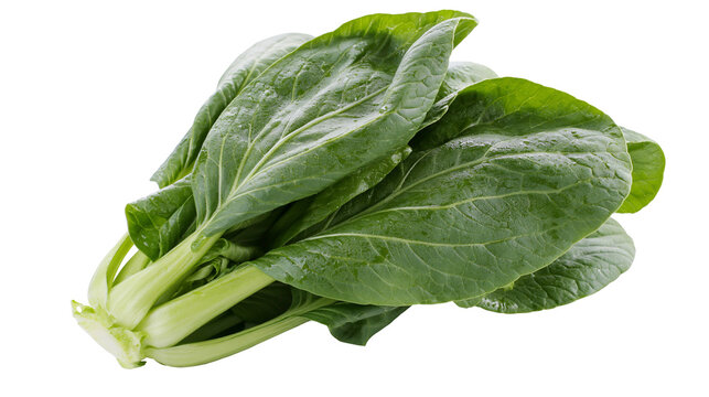 Isolated fresh green baby bok choy vegetable, healthy organic food ingredient for Asian cuisine