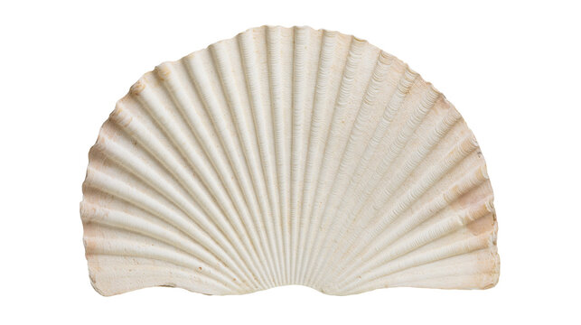 Isolated natural marine scallop seashell with textured surface, perfect for ocean and beach designs
