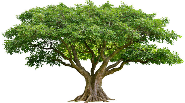 Isolated mature tree with abundant green leaves and a robust, gnarled trunk, symbol of nature.