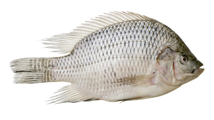 Isolated fresh raw whole tilapia fish side profile view ready for cooking or market display © Gabriel