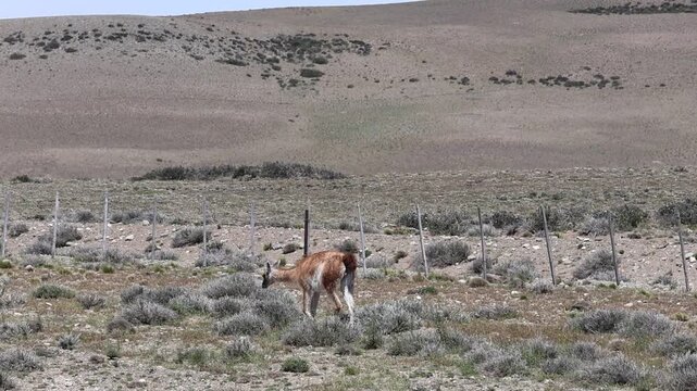 A guanaco near a fence on a sunny spring day in Argentine Patagonia.