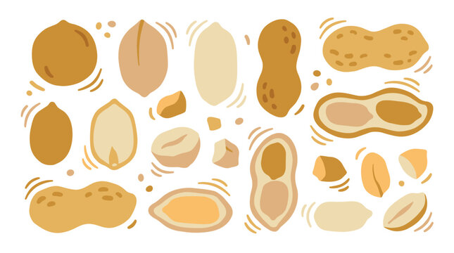 Set of assorted peanuts in shell, halved and shelled kernels, flat vector elements for healthy snack menu design, organic legumes, natural nut snack