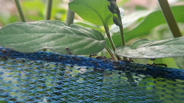 Close-up of black ants walking on a blue mesh net surrounding a garden