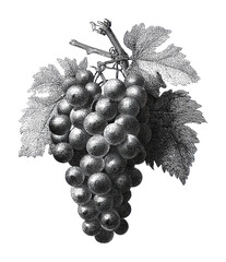 Obraz premium PNG Vintage grape illustration with detailed leaves.