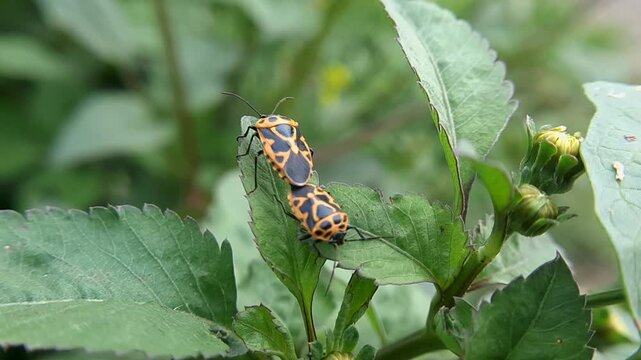 Close-up of mating harlequin bugs on a vibrant green leaf in the garden