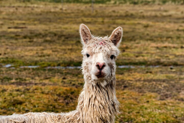 Obraz premium Close up portrait of an alpaca in an Andean grassland in Peru