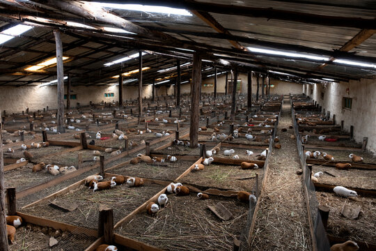 Traditional guinea pig farm interior in the rural Andes of Peru