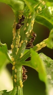Plant Leaves Infested with Small Insect Pests in a Natural Garden