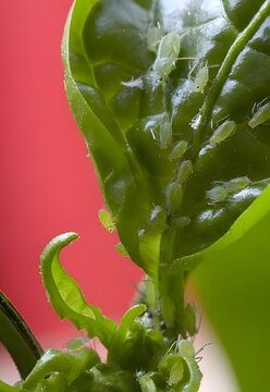 Plant Leaves Infested with Small Insect Pests in a Natural Garden
