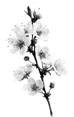 Obraz premium PNG Black and white cherry blossom branch illustration