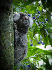 Monkey on tree in Brazil © Matthew