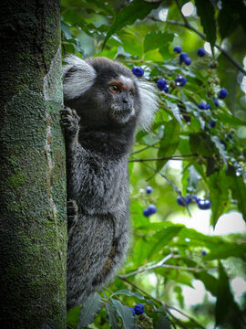 Monkey on tree in Brazil