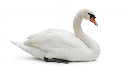 White mute swan resting on a clean white background © Bricio