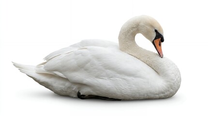 White swan resting on a white background © Bricio