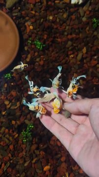 Hand feeding cute baby goldfish in home aquarium with pebble background