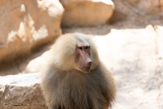 Profile of a male hamadryas baboon (Papio hamadryas)