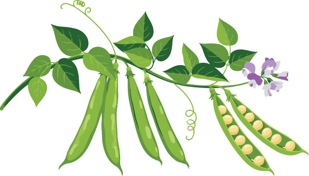 Fresh green pea pods with leaves and purple flowers on vine for healthy eating or garden illustration.
