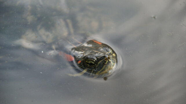 Turtle Spy