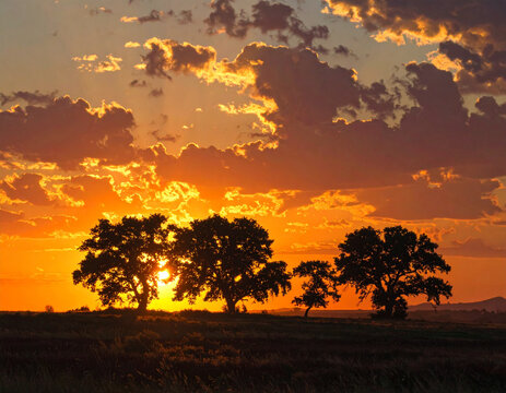 Golden sunset over oak trees in a rural landscape