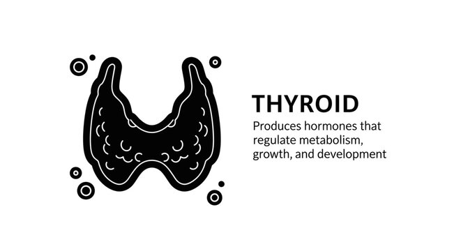 Vector illustration of a human thyroid gland icon with explanatory text about hormone production, metabolism, and growth regulation. Clean medical design.