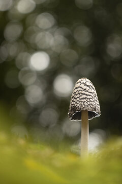 View of a Magpie Inkcap mushroom with its distinctive scaly cap and slender stem in a forest setting in Hampshire, United Kingdom.