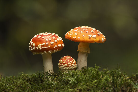 View of three Fly Agaric mushrooms with bright red caps and white spots growing on a mossy forest floor in Northamptonshire, United Kingdom.