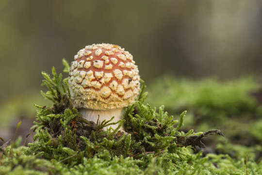 View of a Fly Agaric mushroom growing in lush green moss in the forest in Bean Woods, Kent, United Kingdom.