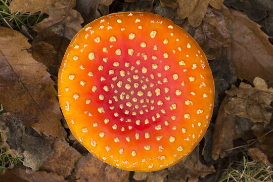 View of a vibrant Fly Agaric mushroom with its characteristic red cap and white spots, nestled among fallen brown autumn leaves in Bean Woods, Kent, United Kingdom.