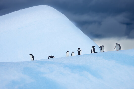 View of Adelie penguins walking in a line across a bright blue iceberg against a dark, stormy sky in Antarctica.