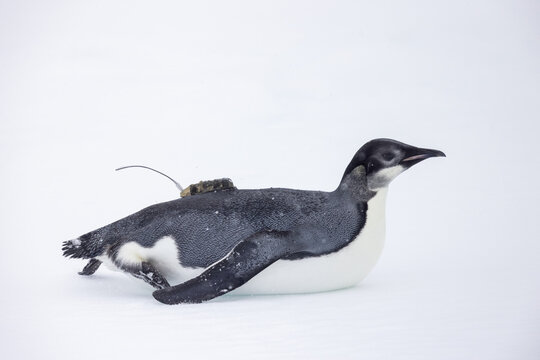 View of a young emperor penguin with a scientific tracking device attached to its back, standing on the snow in Snow Hill, Antarctica.