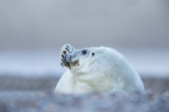 View of a fluffy white grey seal pup lying on a pebbled beach and scratching its face with a flipper in Norfolk, United Kingdom.