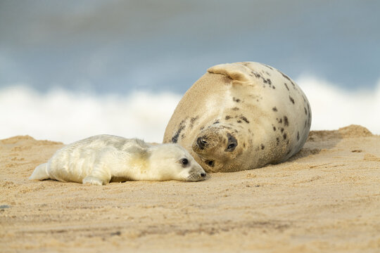 View of a mother grey seal resting on the sand with her fluffy white pup on a beach in Norfolk, United Kingdom.