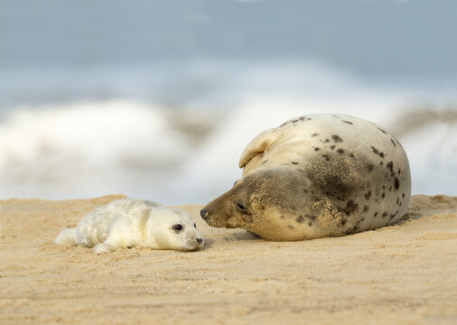 View of a mother grey seal and her white pup resting on the sandy beach in Norfolk, United Kingdom.