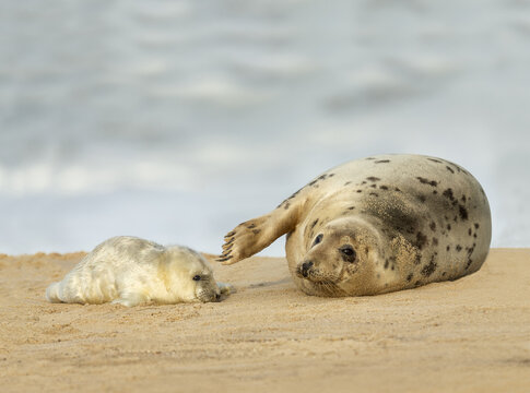 View of a mother grey seal resting on the sand with her fluffy white pup on a beach in Norfolk, United Kingdom.