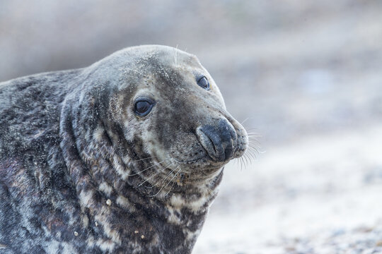 View of a grey seal resting on the sandy beach in Norfolk, United Kingdom.