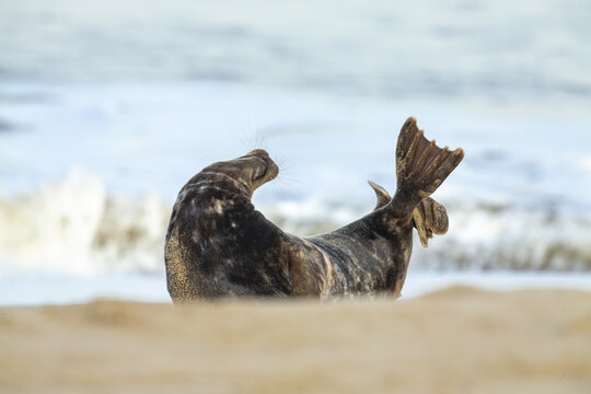 View of a grey seal resting on the sandy beach with its flipper raised near the ocean in Norfolk, United Kingdom.
