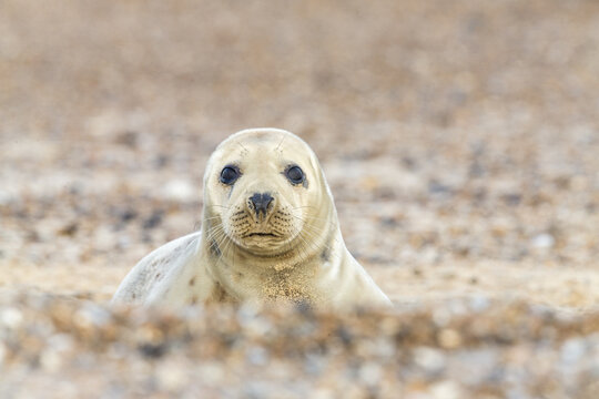 View of a grey seal pup resting on a pebbly beach in Norfolk, United Kingdom.