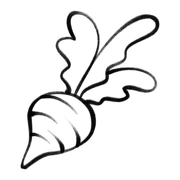 Hand drawn line art beet vegetable sketch