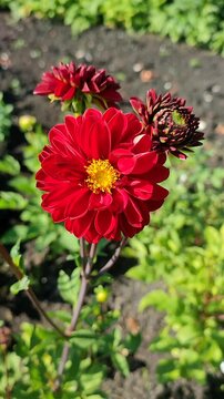 Blooming red flower with yellow stamens. Bright red dahlia blooms on backdrop of green leaves on sunny summer day. Flower garden dahlia blossoming, fully blossomed. Nature. Natural background Vertical