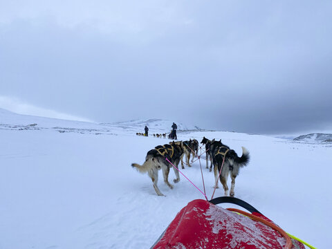 Dovre Municipality, Innlandet, Norway - 16 February 2020: View of a dog sled team pulling a sled across the snowy landscape of Dovrefjell under an overcast sky.